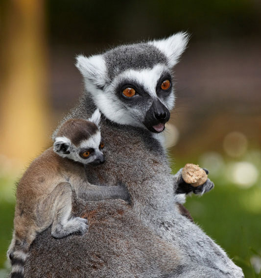 Baby lemur with its mother at the Palmyre zoo