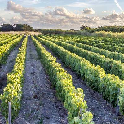 Vignoble de l'île d'Oléron