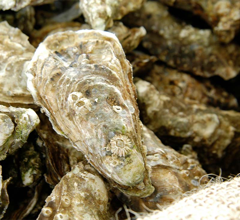 Oléron oysters to taste near the campsite