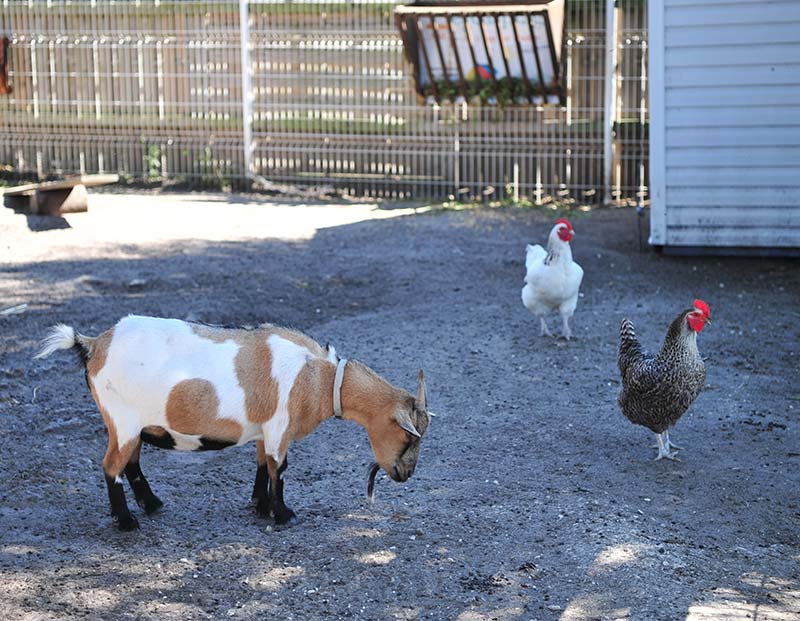 Chèvre et poules dans la mini-ferme du camping à Oléron