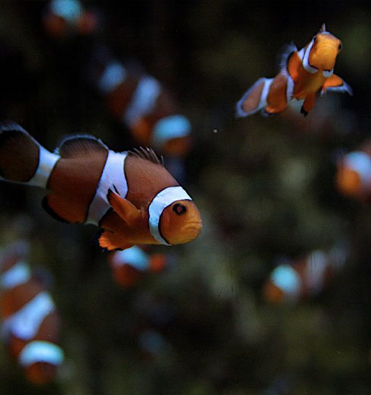 Poisson clown à l'aquarium de la Rochelle