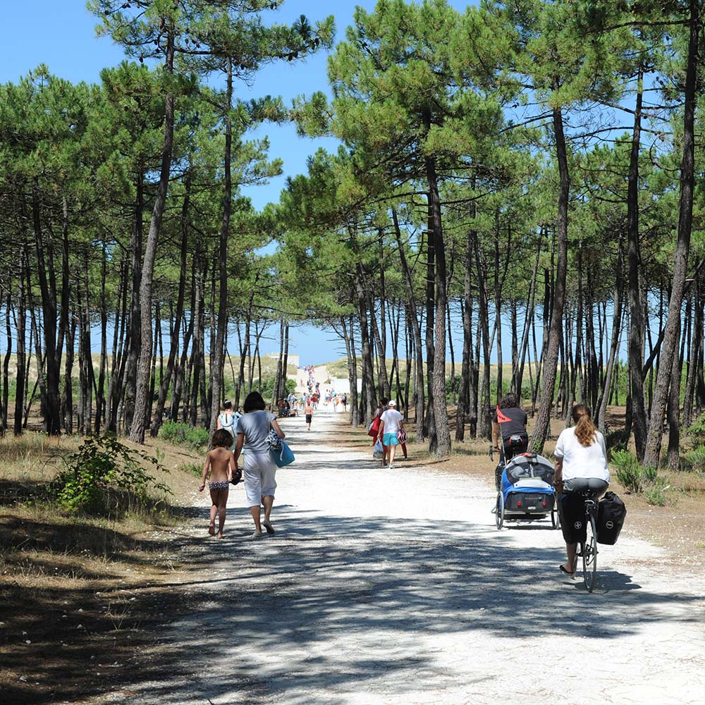 Path for pedestrians and bicycles to the beach near the campsite in Oléron