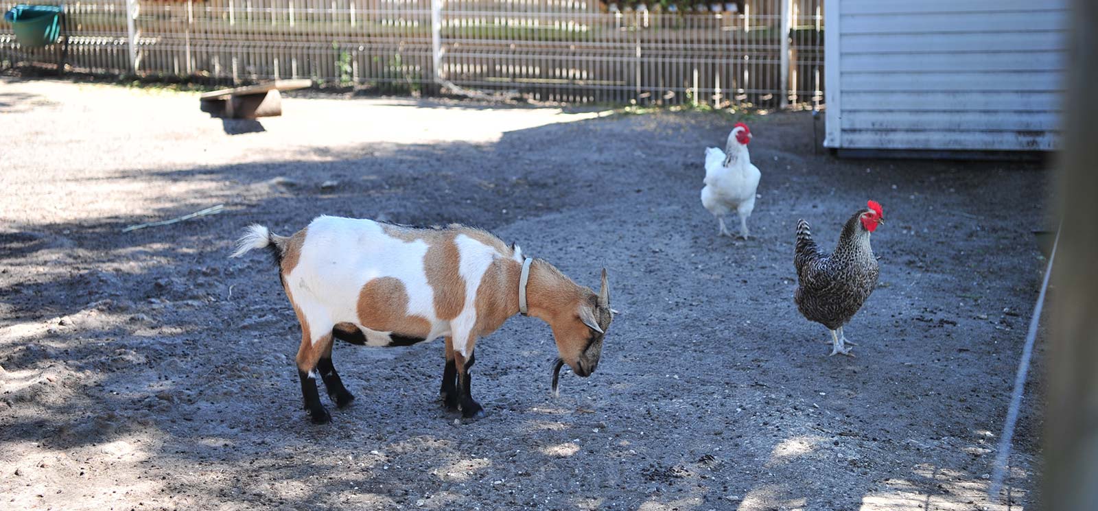 Chèvre et poules dans la mini-ferme du camping à Oléron