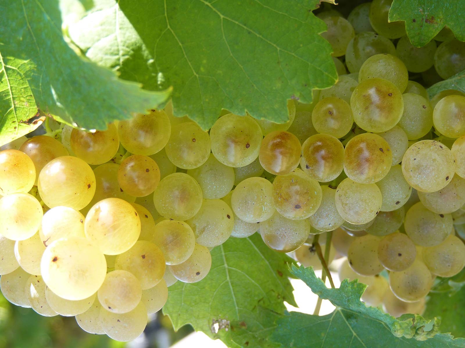 Bunches_of_white_grapes_16022