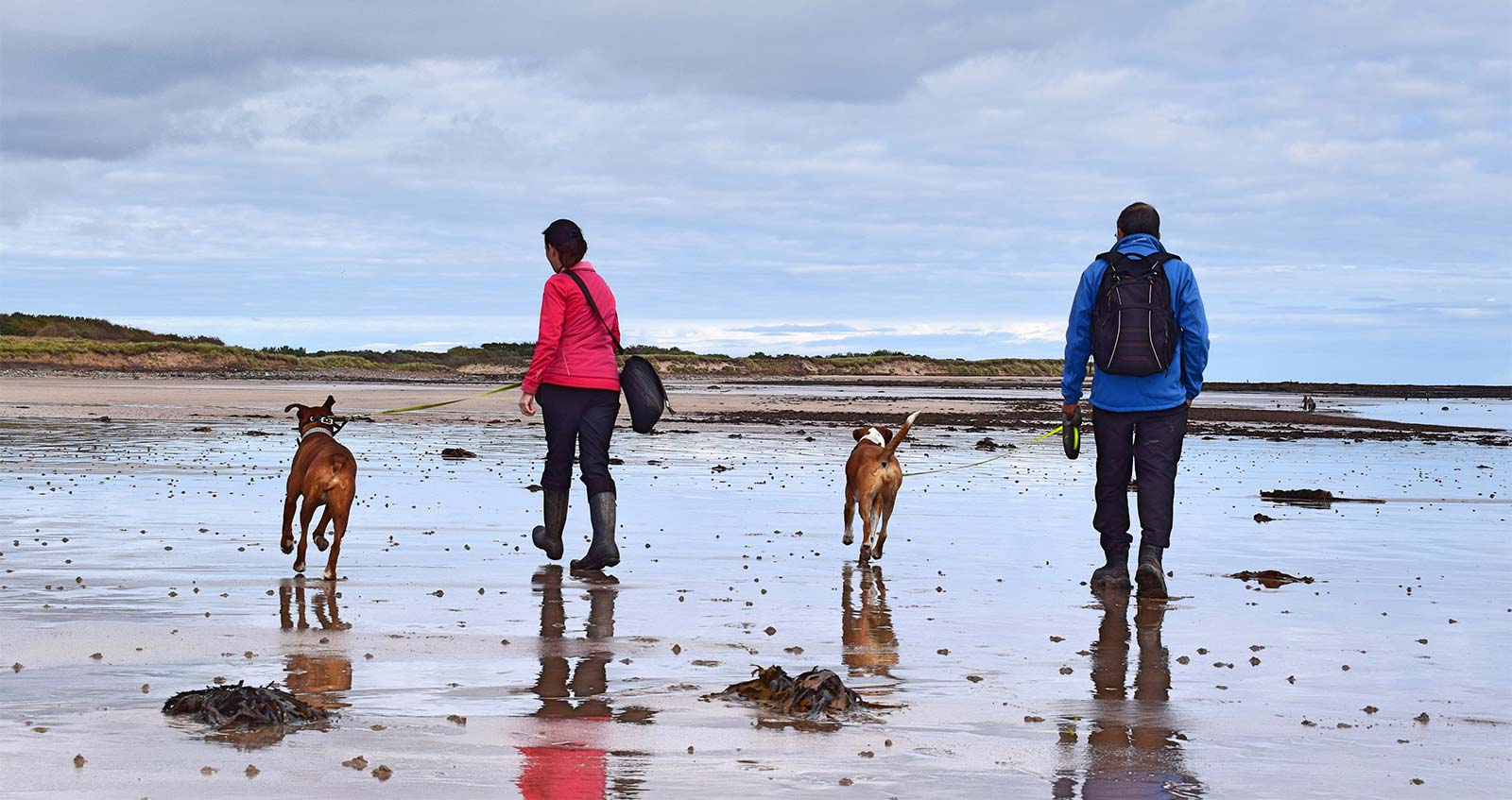 Couple of campers with two dogs at low tide in Oléron