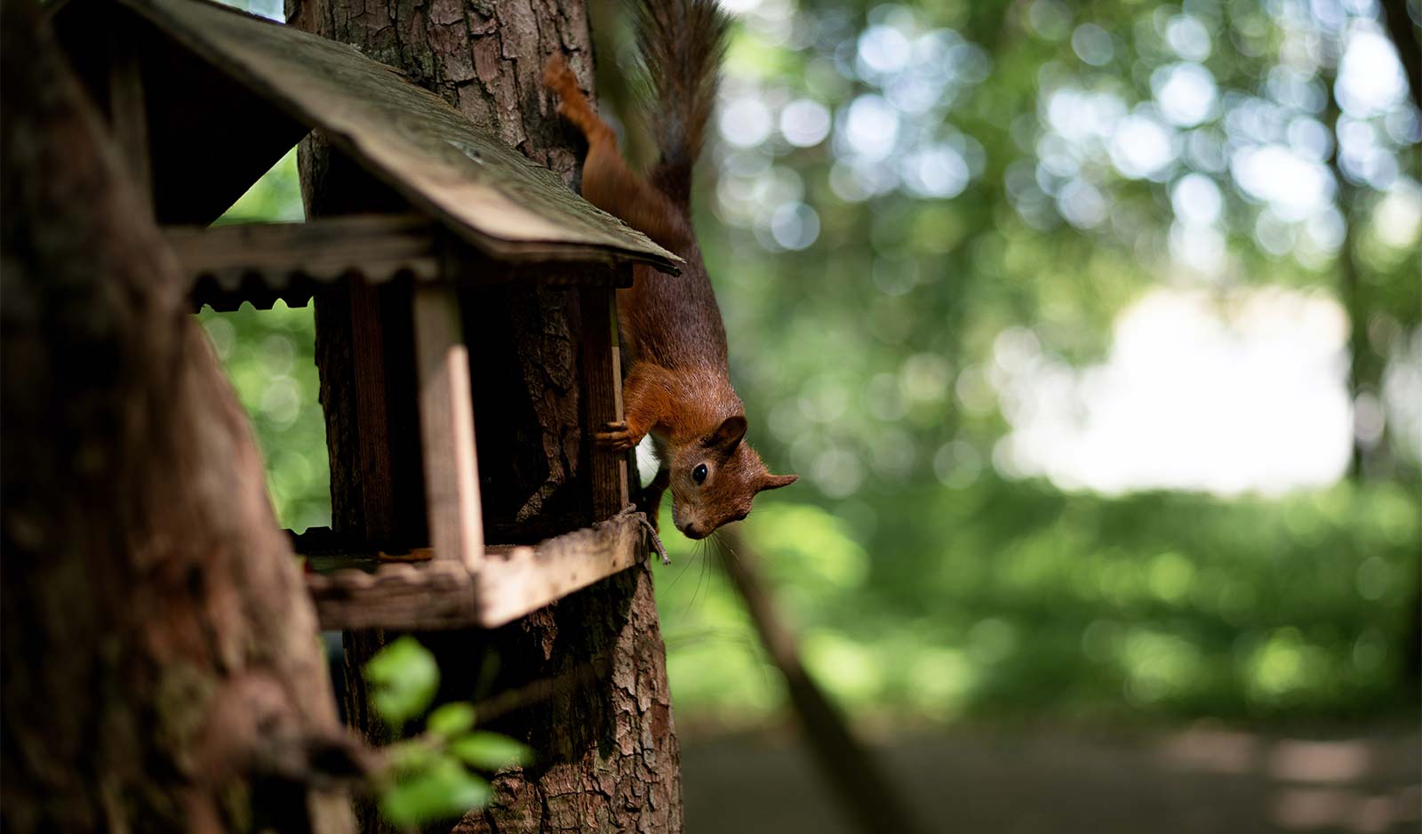 Squirrel and its shelter on a tree in Oléron