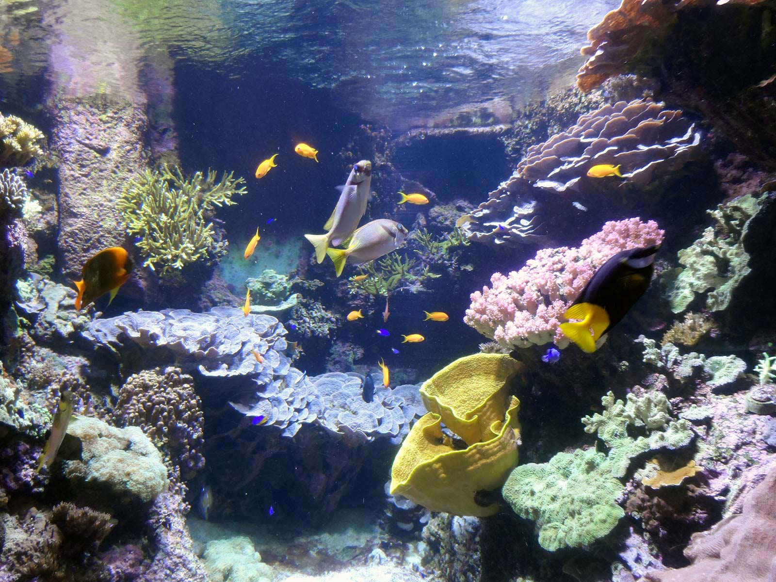 Poissons tropicaux à l'Aquarium de La Rochelle