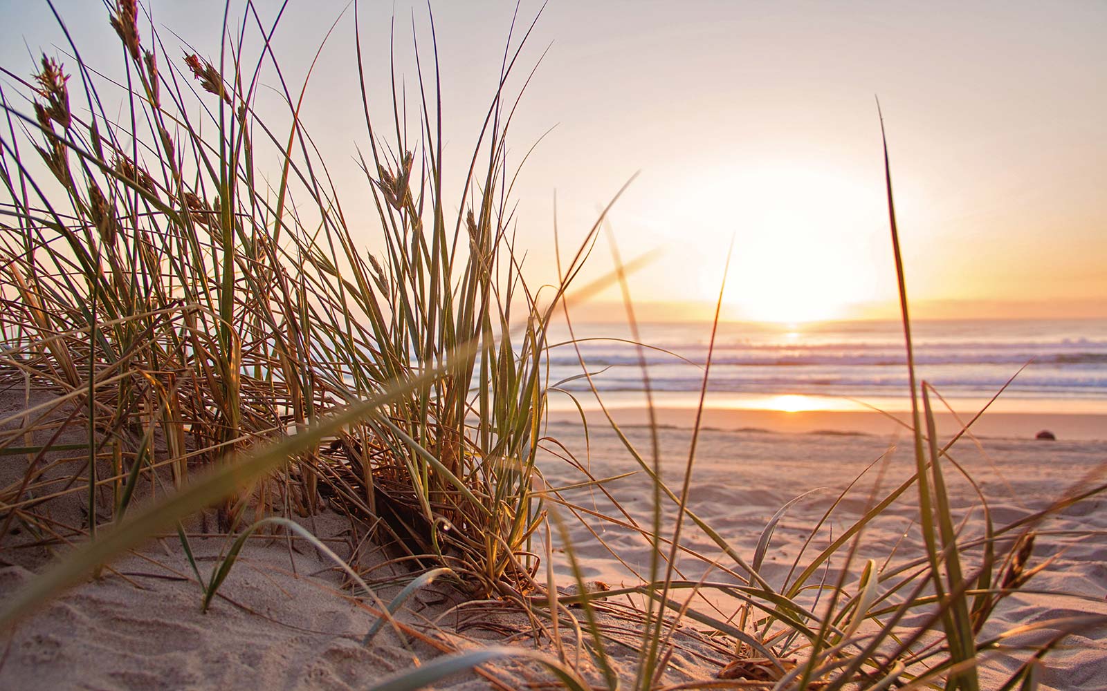 Wild plants and sunset on a beach in Oléron