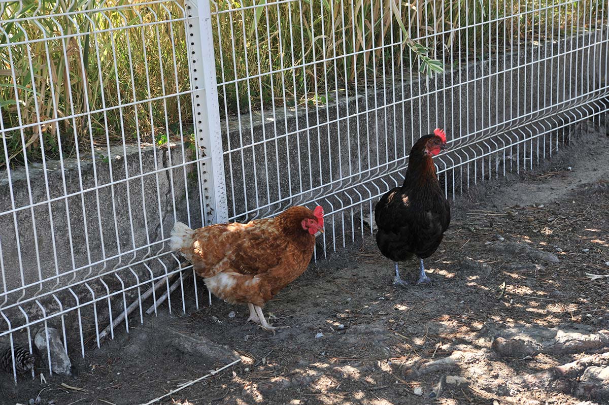 Two chickens from the mini-farm at the campsite in Oléron