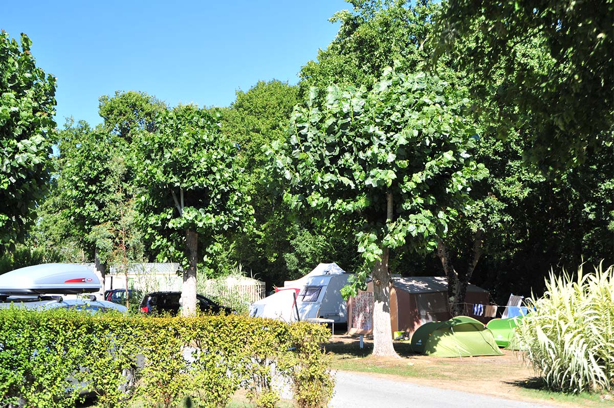 Allée ombragée du parc du camping à Oléron